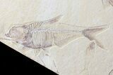 Diplomystus & Knightia Fossil Fish Association - Wyoming #75980-2